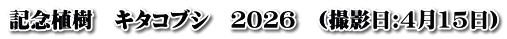 記念植樹　キタコブシ　２０２６　(撮影日:4月15日)