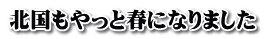 北国もやっと春になりました